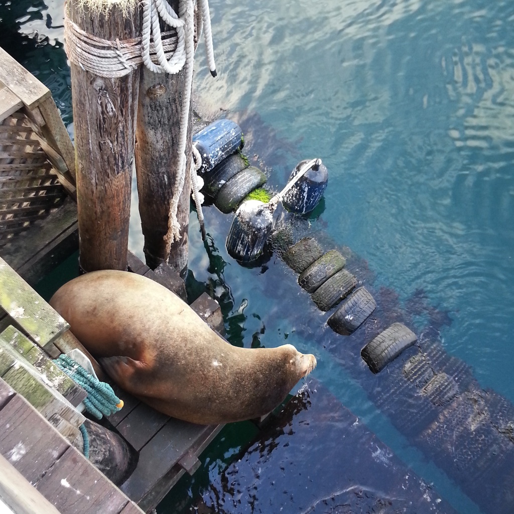 A large brown sea lion lays on a wharf